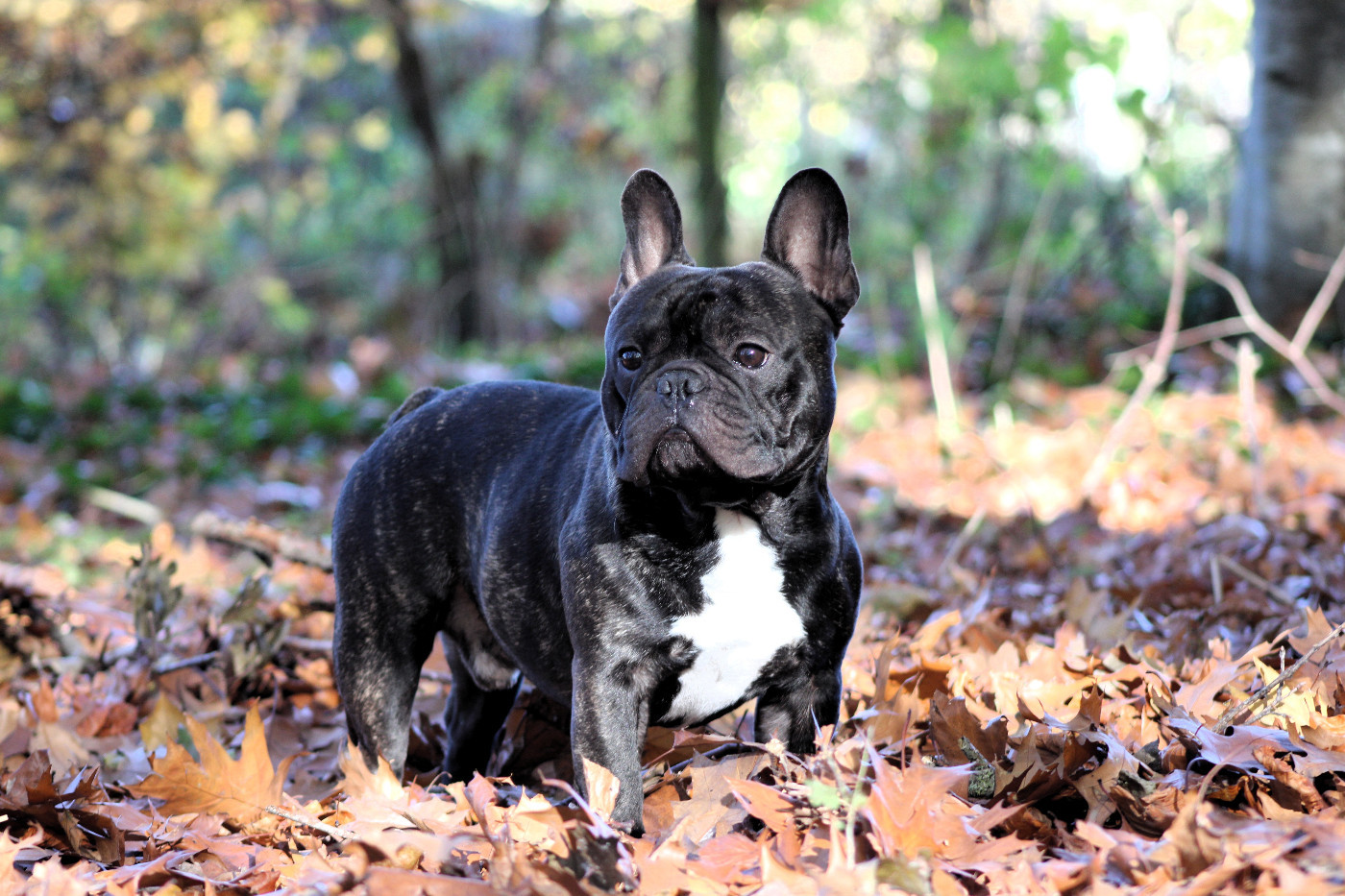 JCH U2 sunday bloody sunday Des Perles De Culture D'Akoya