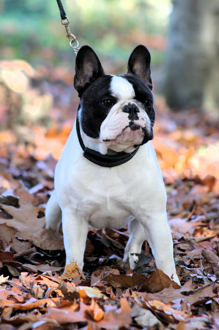 Lost on you valar dohaeri's