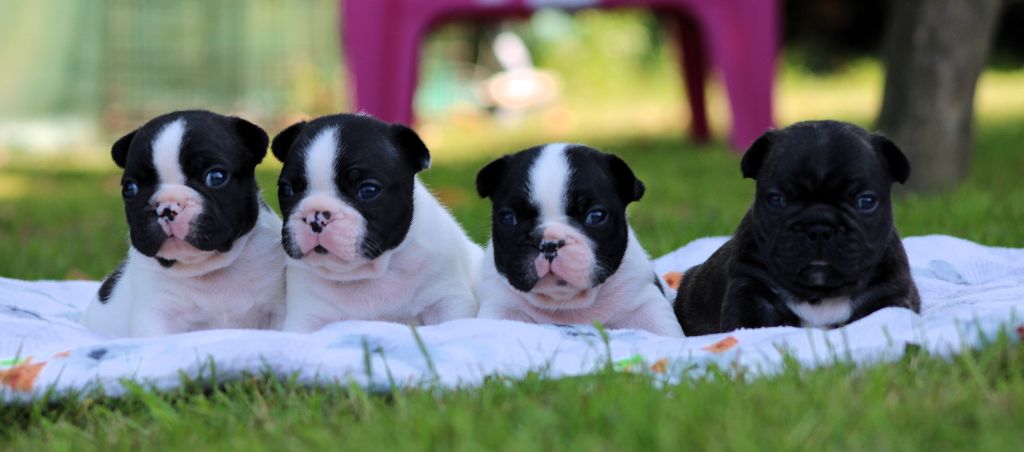 Chiot Bouledogue français One Way Ticket