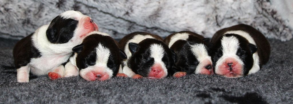 Chiot Boston Terrier One Way Ticket