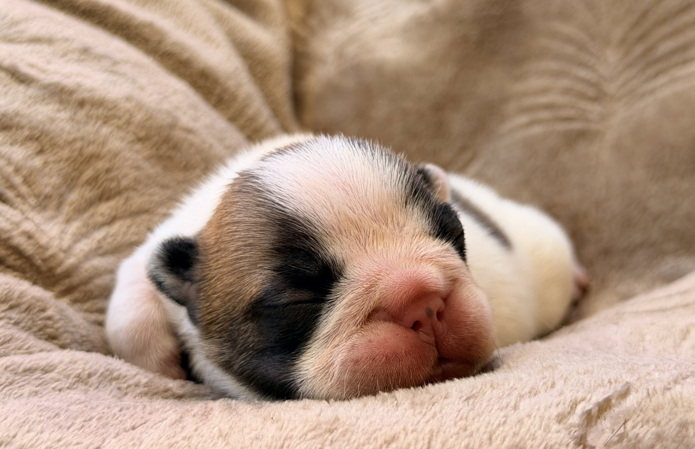 One Way Ticket - Chiots disponibles - Bouledogue français