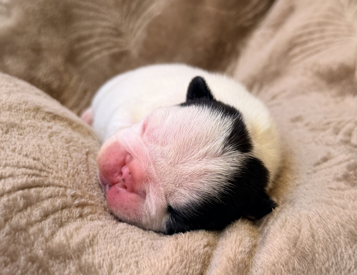 One Way Ticket - Chiots disponibles - Bouledogue français