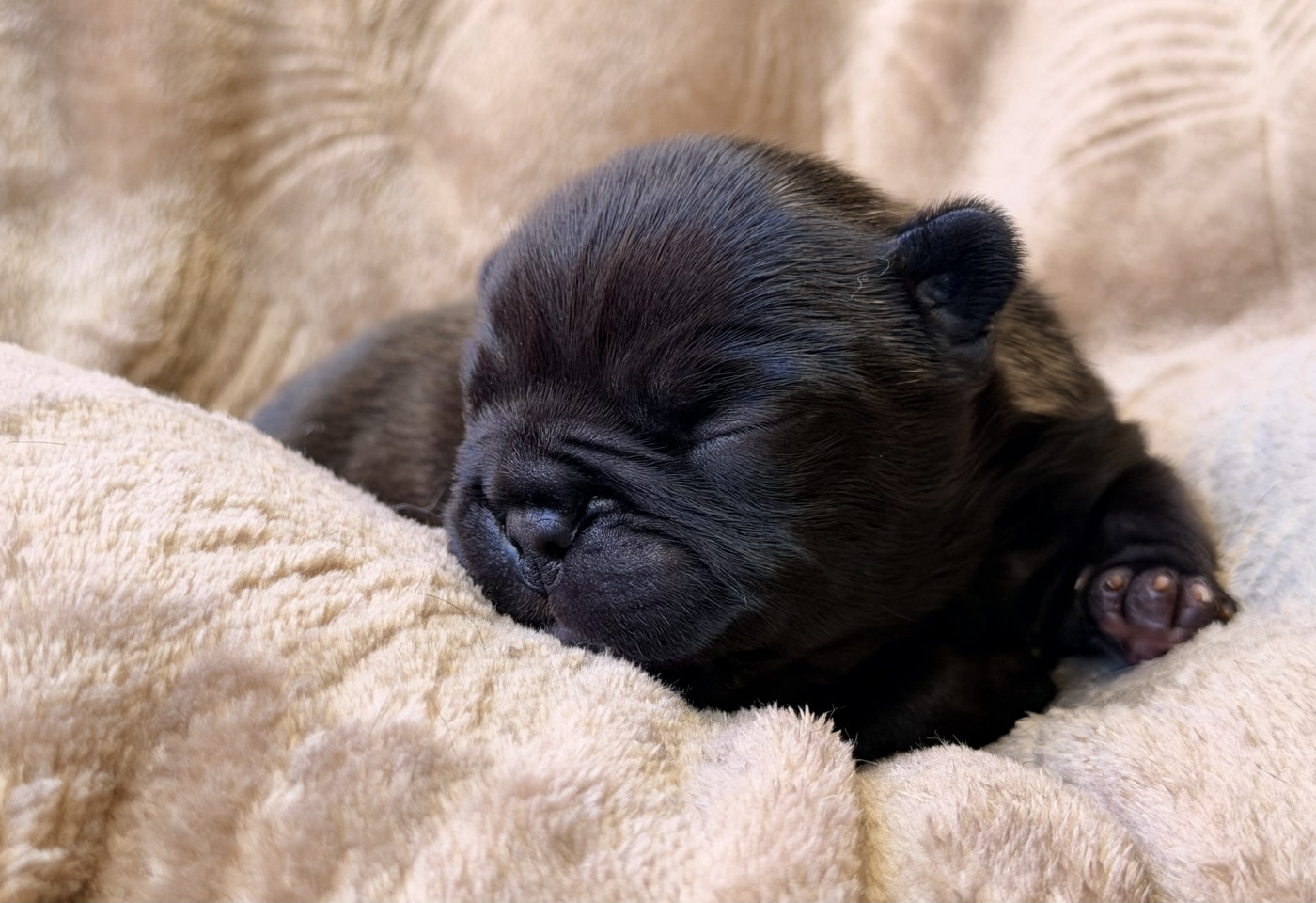 One Way Ticket - Chiots disponibles - Bouledogue français