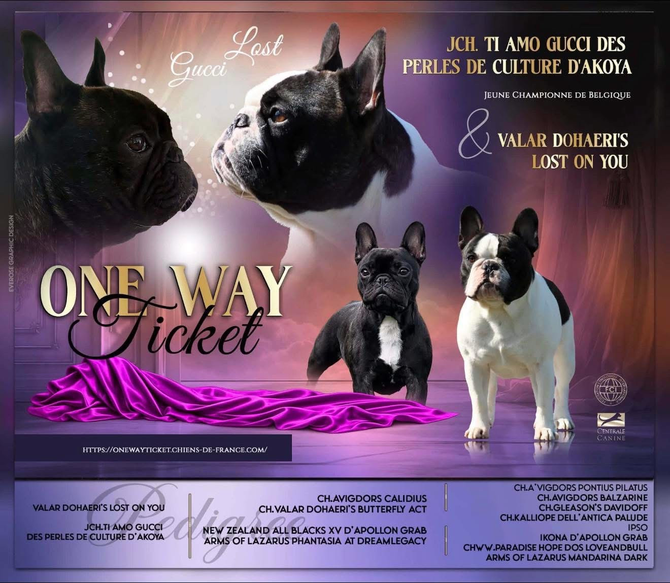 Chiot Bouledogue français One Way Ticket