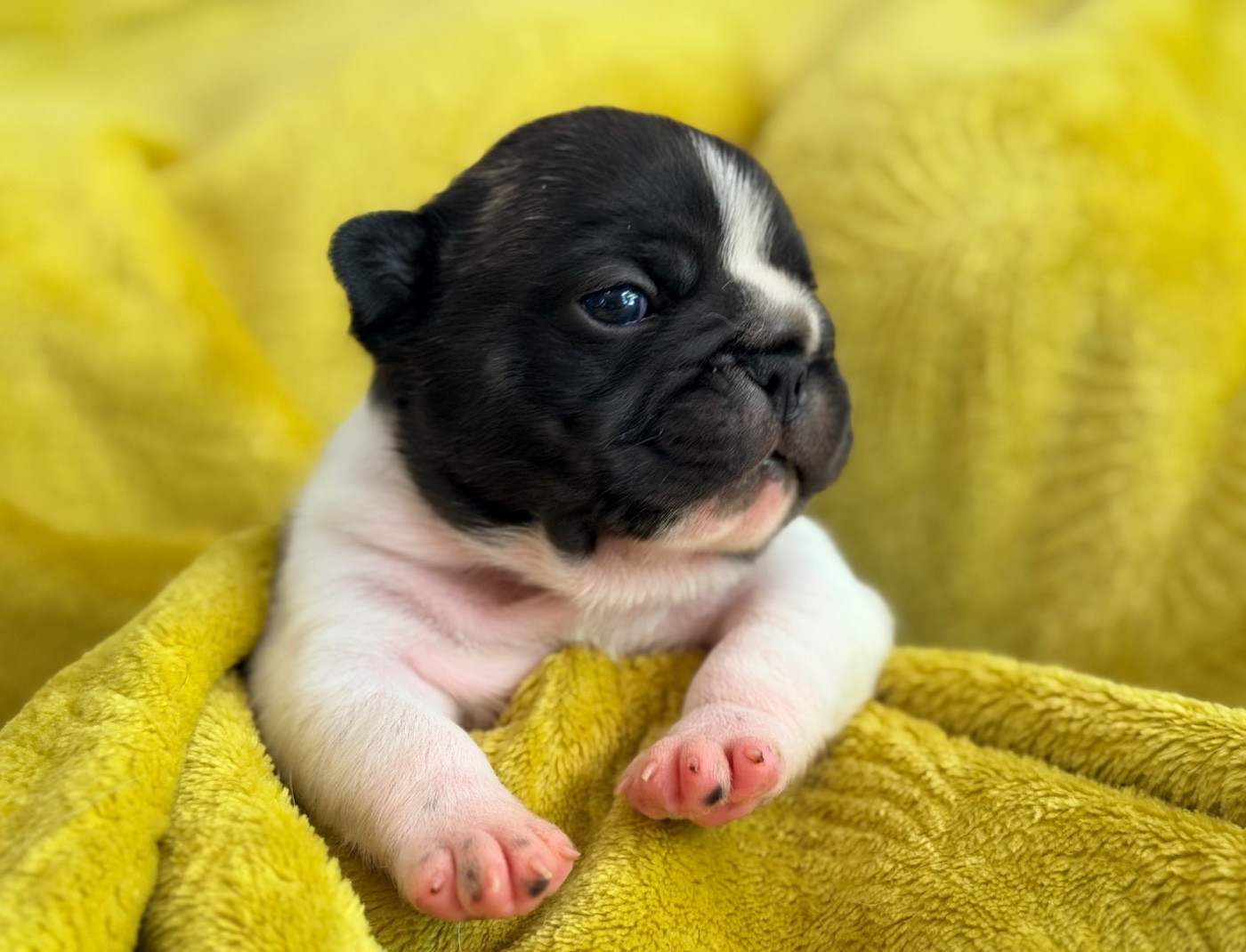 One Way Ticket - Chiots disponibles - Bouledogue français