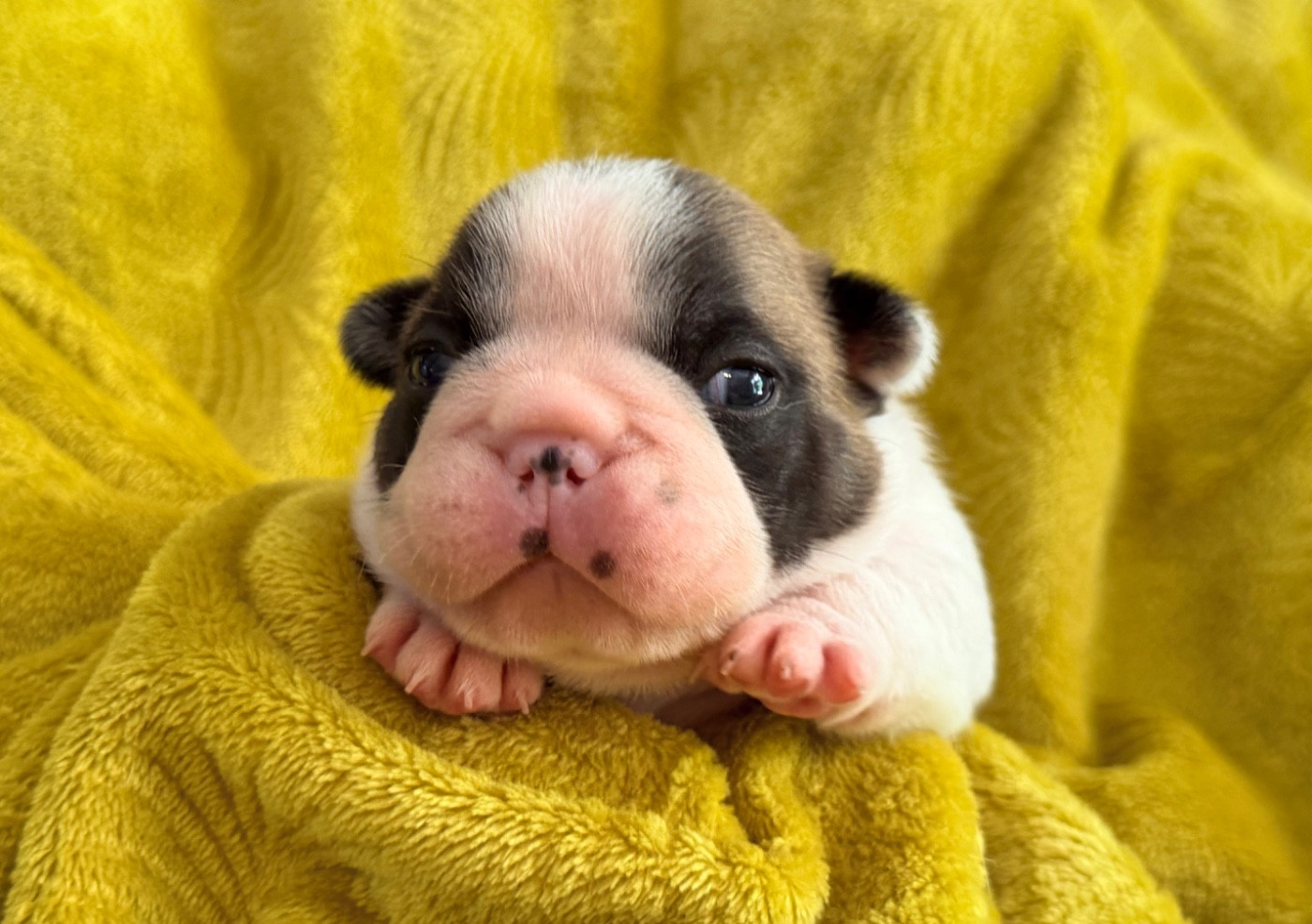 One Way Ticket - Chiots disponibles - Bouledogue français