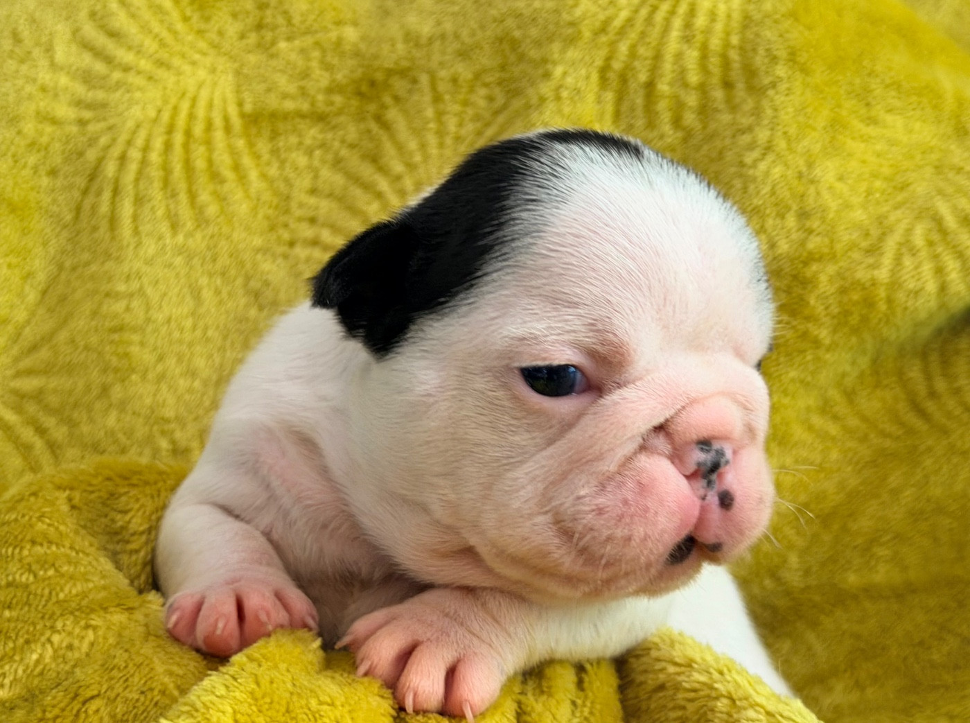 One Way Ticket - Chiots disponibles - Bouledogue français