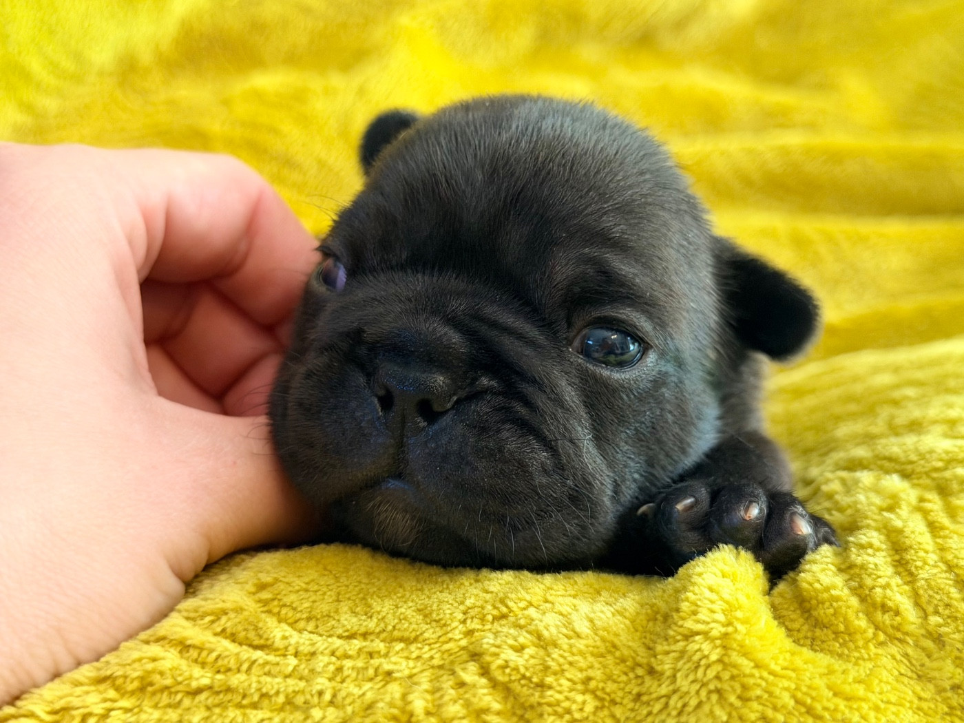 One Way Ticket - Chiots disponibles - Bouledogue français