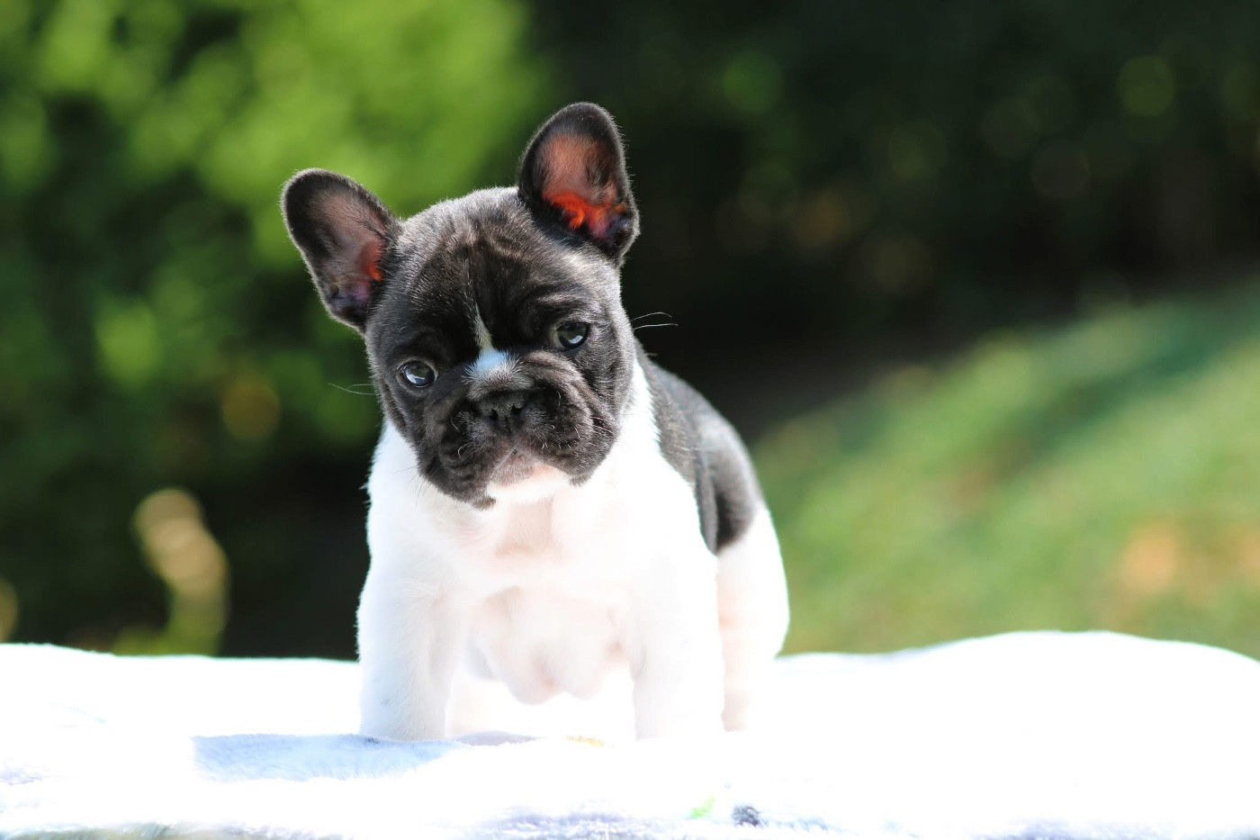 One Way Ticket - Chiots disponibles - Bouledogue français