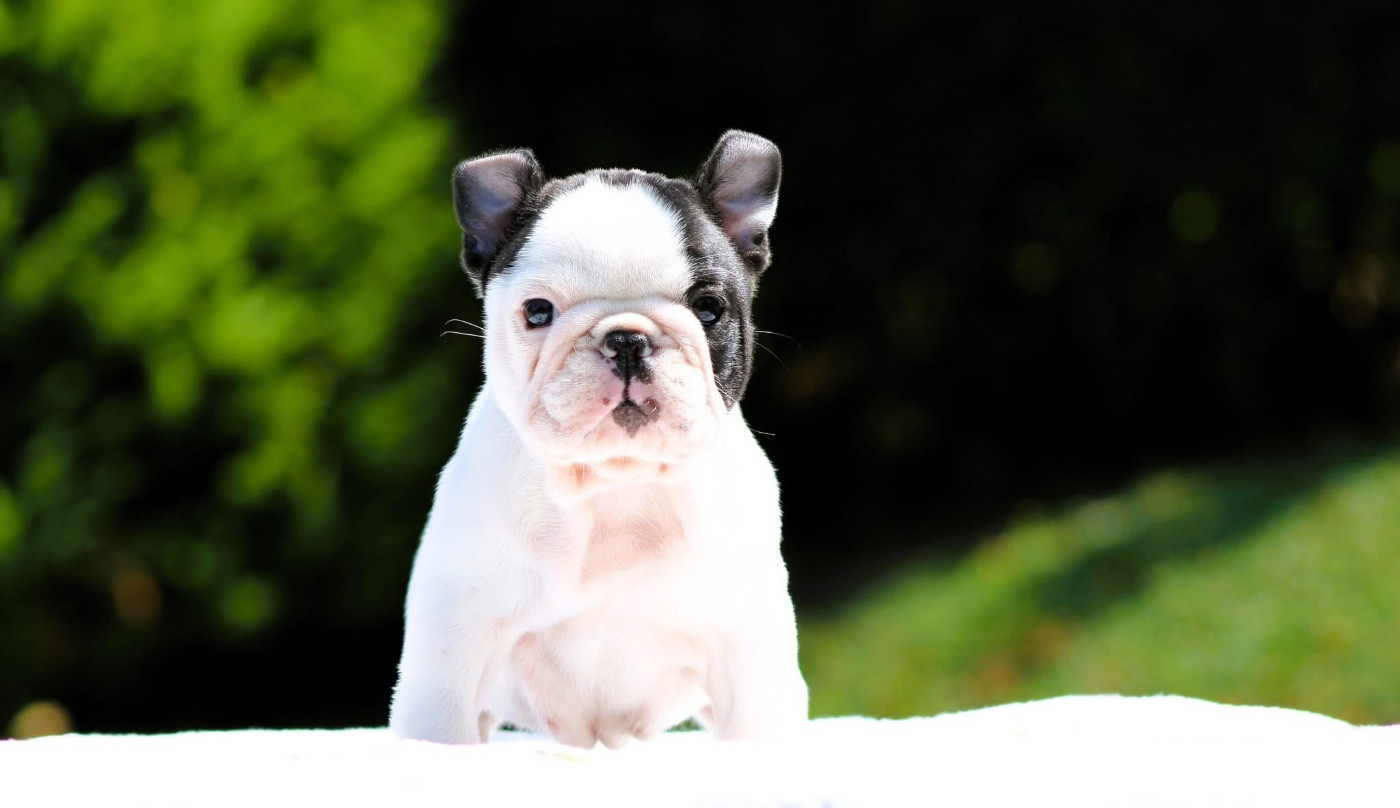 One Way Ticket - Chiots disponibles - Bouledogue français