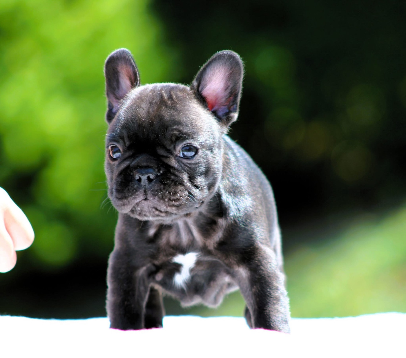 One Way Ticket - Chiots disponibles - Bouledogue français