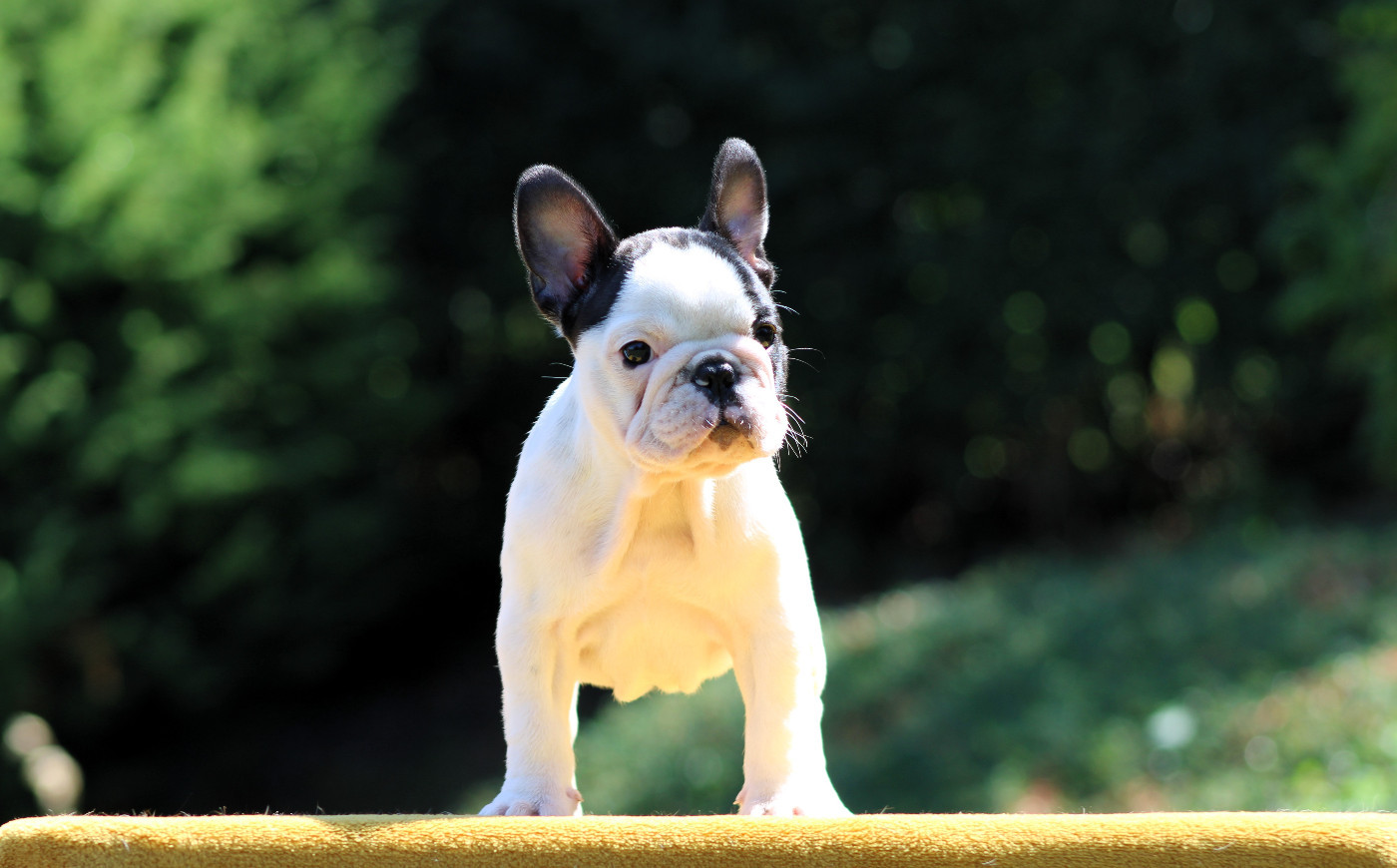 One Way Ticket - Chiots disponibles - Bouledogue français