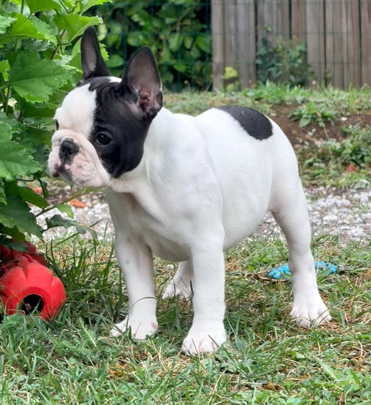 One Way Ticket - Chiots disponibles - Bouledogue français