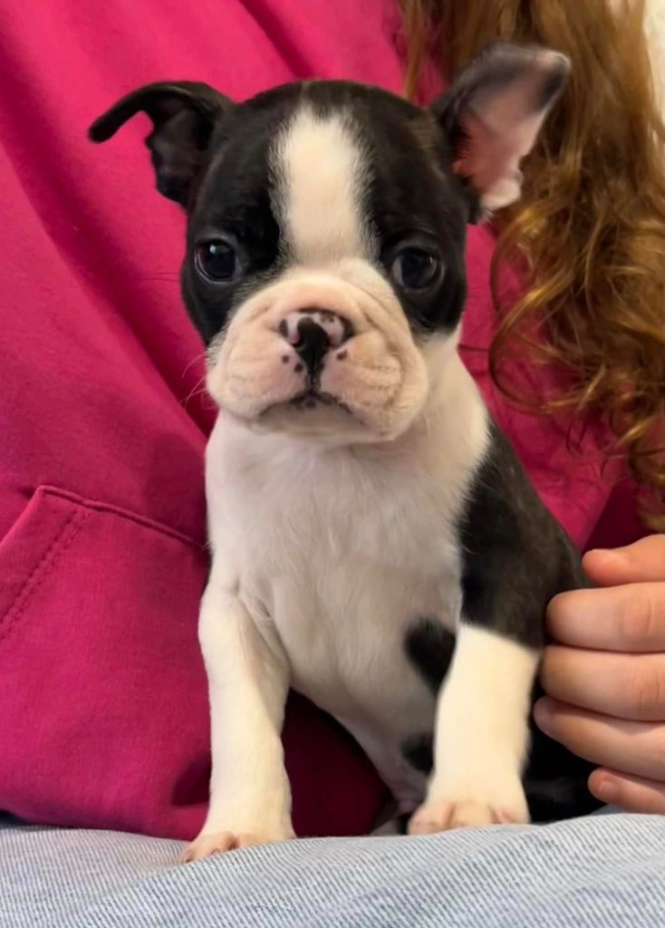 One Way Ticket - Boston Terrier - Portée née le 25/01/2024