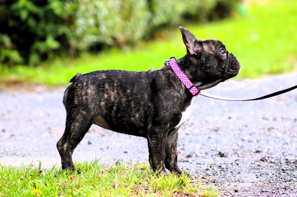 Chiot Bouledogue français One Way Ticket