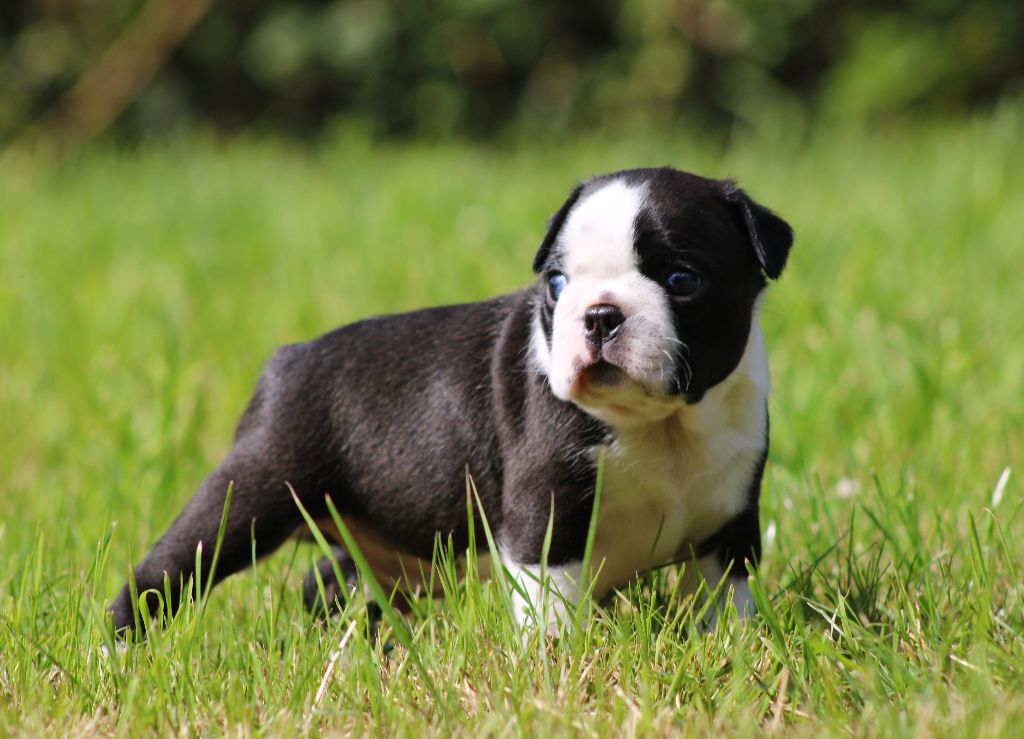One Way Ticket - Chiots disponibles - Boston Terrier