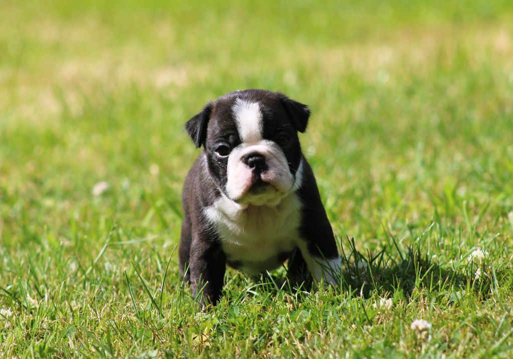 One Way Ticket - Chiots disponibles - Boston Terrier