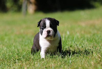 CHIOT 4