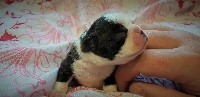 CHIOT