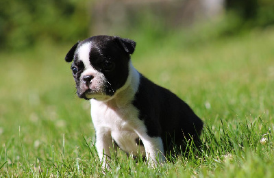 CHIOT 5