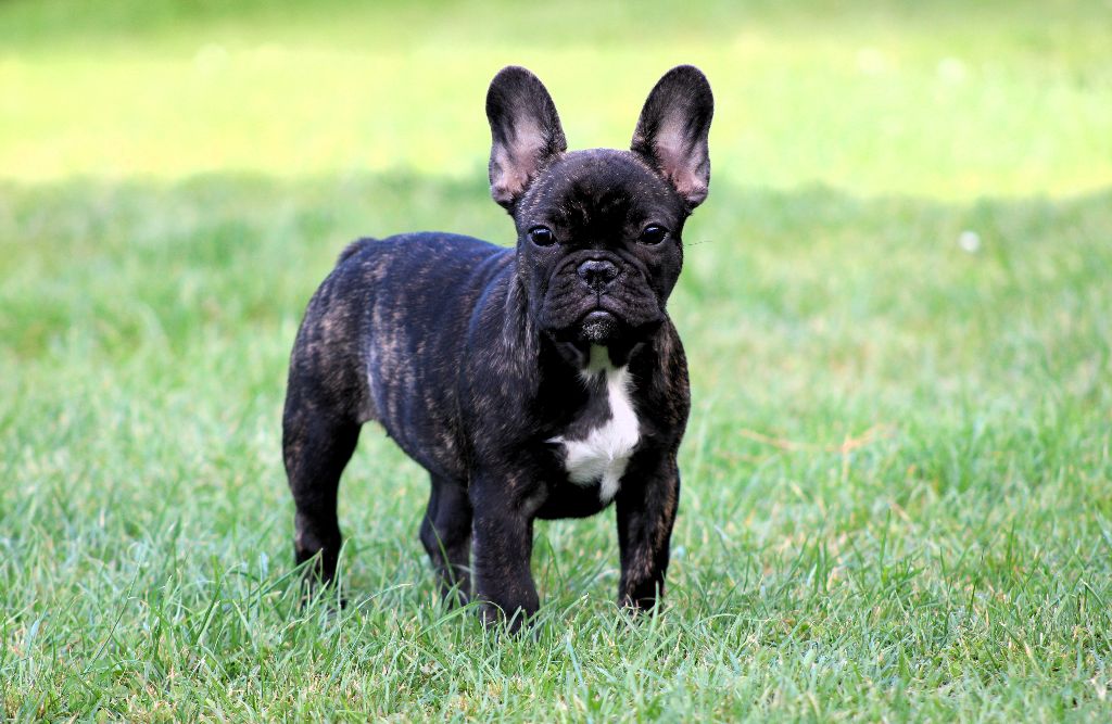 One Way Ticket - Chiots disponibles - Bouledogue français