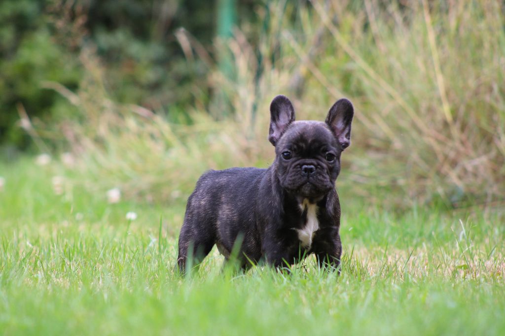 One Way Ticket - Chiots disponibles - Bouledogue français